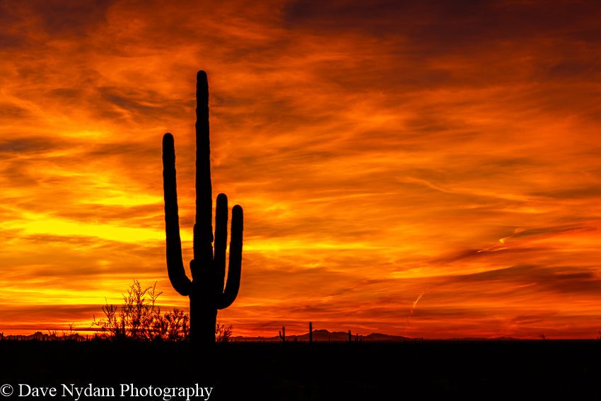 Saguaro Fire