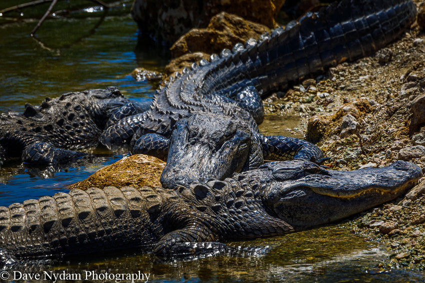 Alligator Siesta