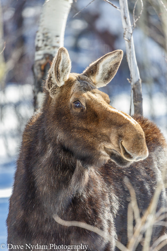 Moose in the Snow