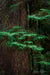 Redwood Tree with Green Growth