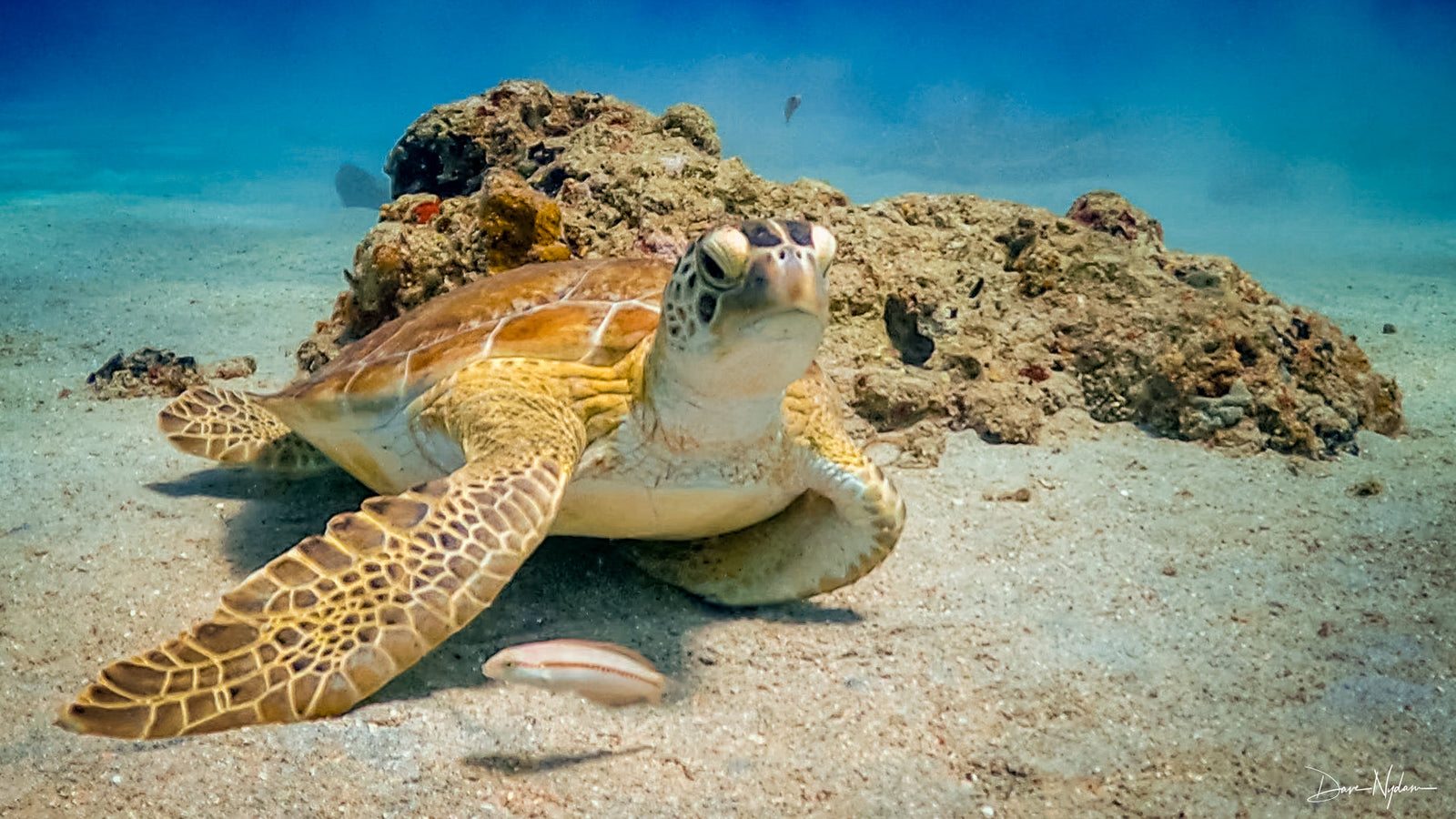 Beneath the Blue, USVI