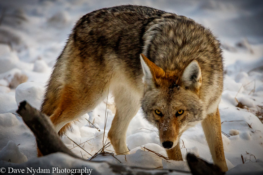 Hungry Coyote