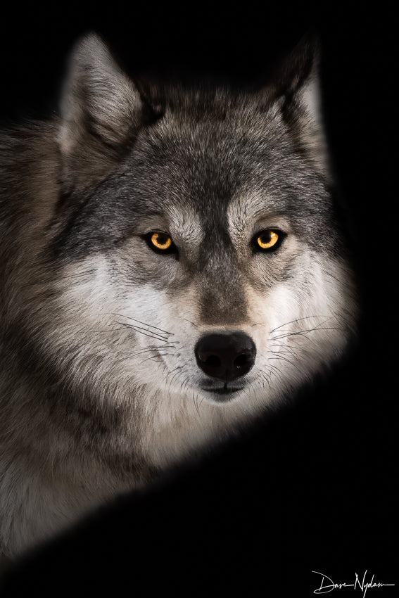 The Wolf
