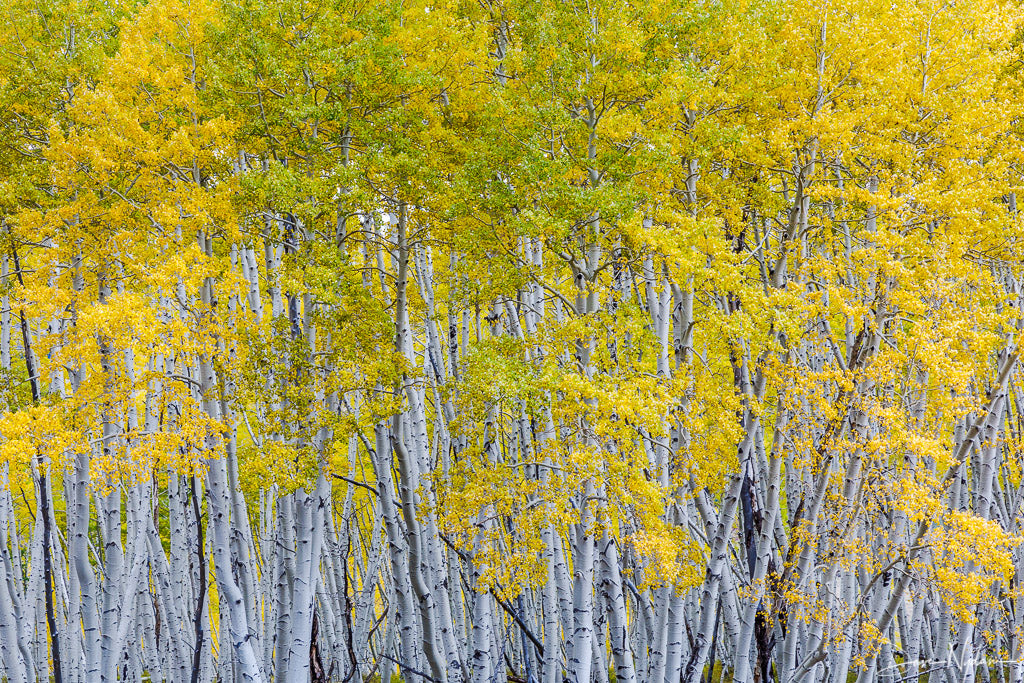Golden Aspens of Colorado as Fine Art Print