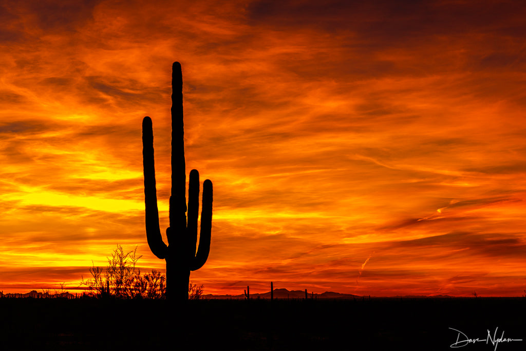 Saguaro Cactus with Orange Sunset Photograph as Limited Edition Fine Art Print