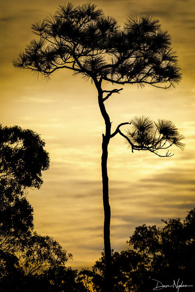 Cypress Tree Silhouetted with Golden Sky Photograph as Fine Art Print