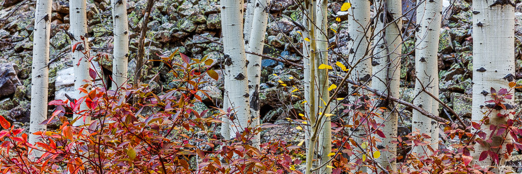 Birch Trees with Red Fall Colors Limited Edition Photograph as Fine Art Print