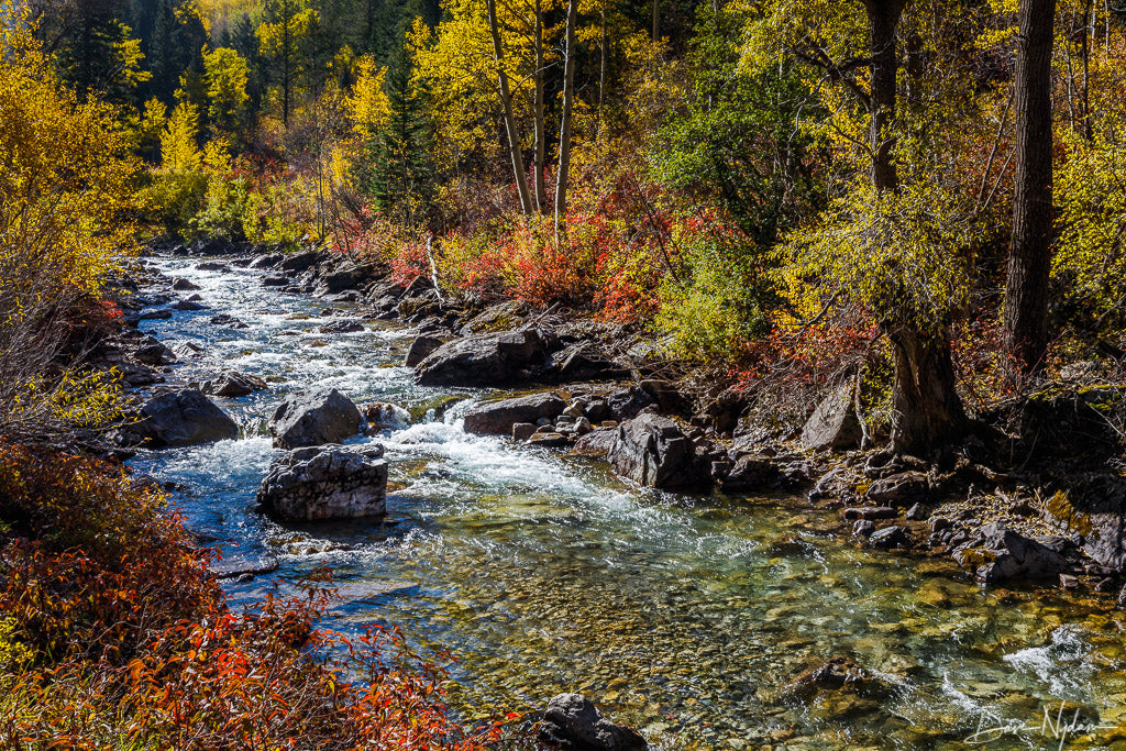 Creek Through Forest of Fall Colors as Fine Art Print