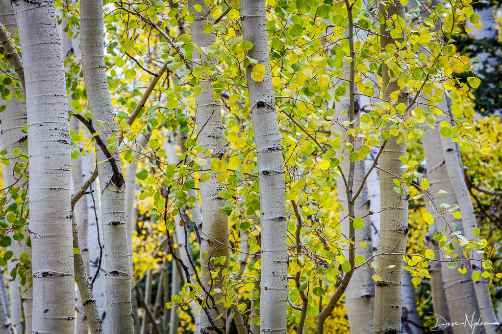 Aspen Trees in the Fall as Fine Art Print