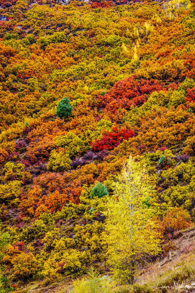 Colorado Fall Colors with Single Yellow Tree as Fine Art Print