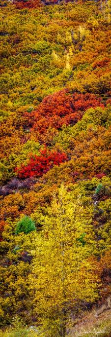 Fall Colors of Kebler Pass Colorado as Vertorama Fine Art