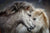 White Icelandic Horses Nuzzling Photograph as Limited Edition Fine Art Print