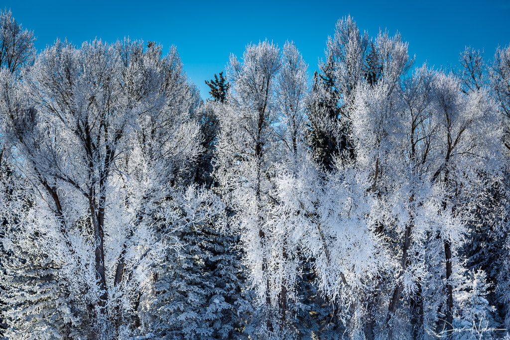 Frosted Trees and Blue Sky Photograph as Fine Art Print