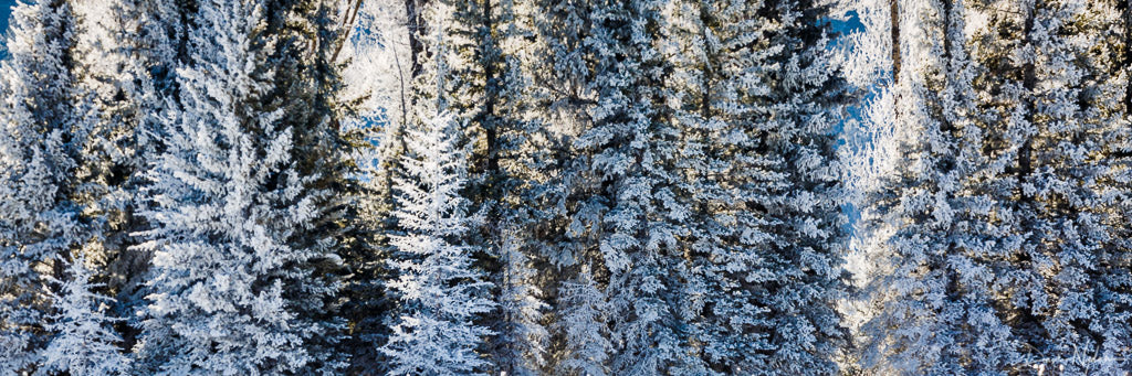 Frozen Evergreen Tree Panorama Photograph as Fine Art Print