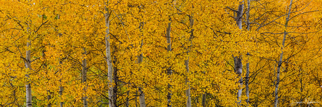 Golden Aspens of Colorado as Panoramic Fine Art Print