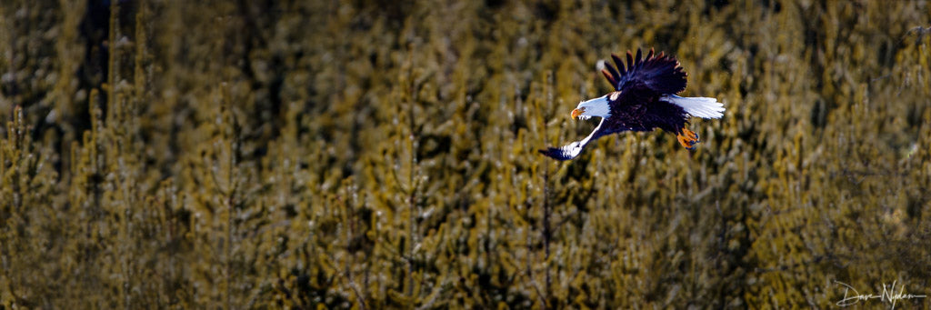 Eagle in Flight against Pine Trees Photograph as Fine Art Print