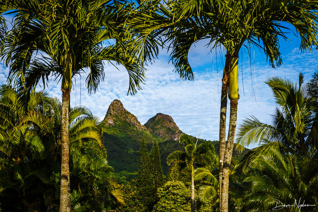 Palm Trees and Mountains Framed Photograph as Fine Art Print