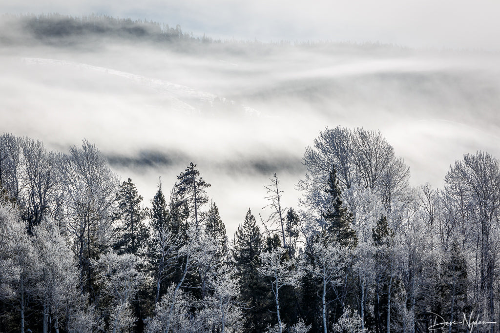 Frosted Forrest with Fog Photograph as Limited Edition Fine Art Print