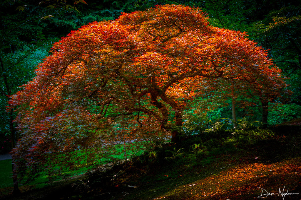 Red Tree with Falling Leaves Photograph as Fine Art Print