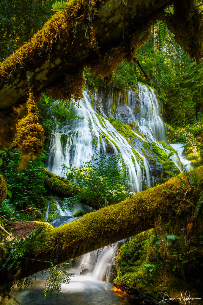 Waterfall thru Lush Green Trees  Photograph as Limited Edition Fine Art Print