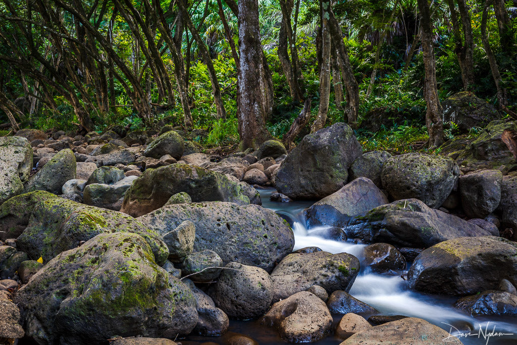 Waimea Valley Stream Photograph as Limited Edition Fine Art Print