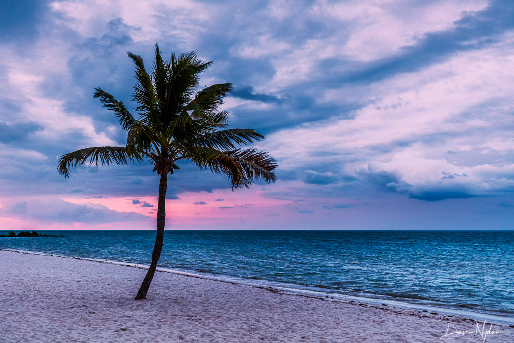 Palm Tree on the Beach at Sunrise Photograph as Fine Art Print