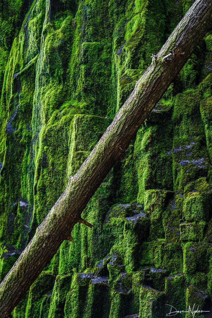 Diagonal Tree with Lush Green Rocks Photograph as Limited Edition Fine Art Print