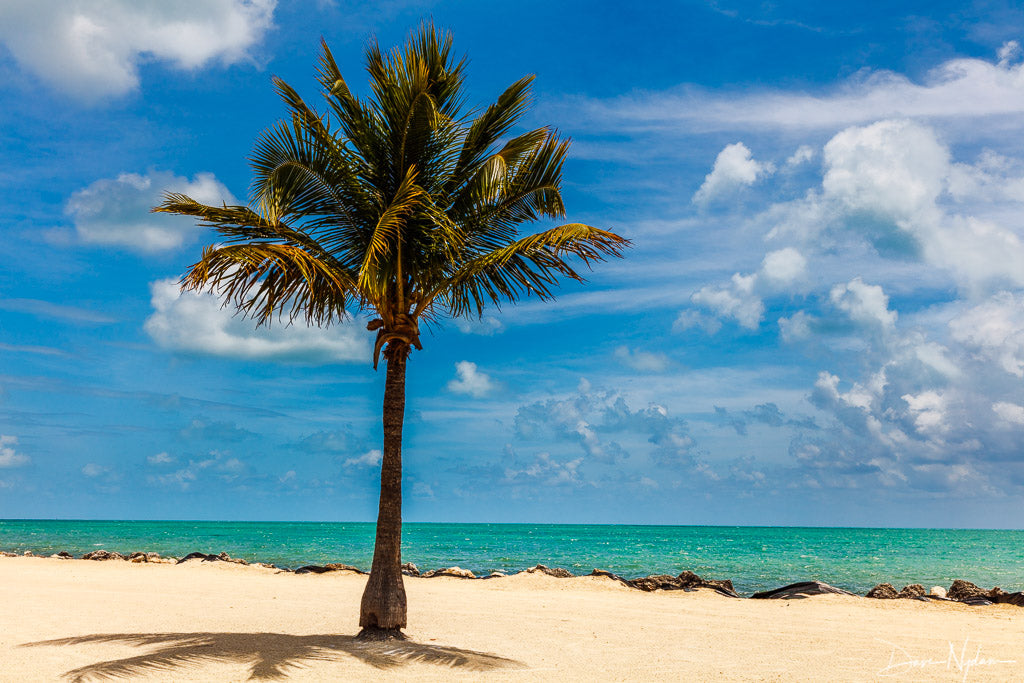 Palm Tree on the Beach with Blue Sky Photograph as Fine Art Print