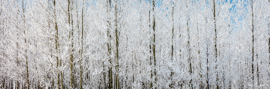 Aspen Trees In Winter Photograph as Fine Art Print