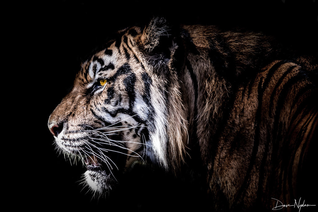 Profile of Tiger Limited Edition Photograph as Fine Art Print