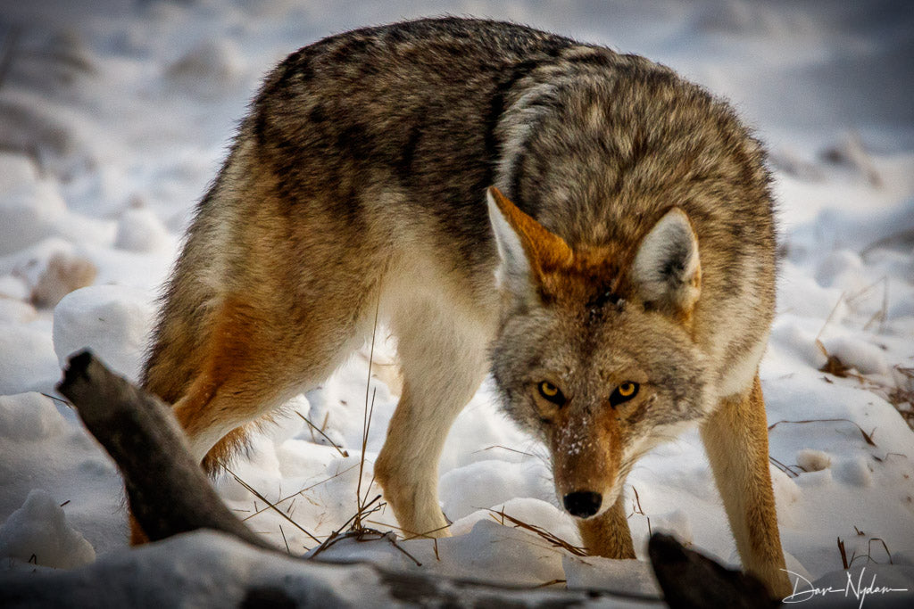 Coyote on the Hunt Limited Edition Photograph as Fine Art Print