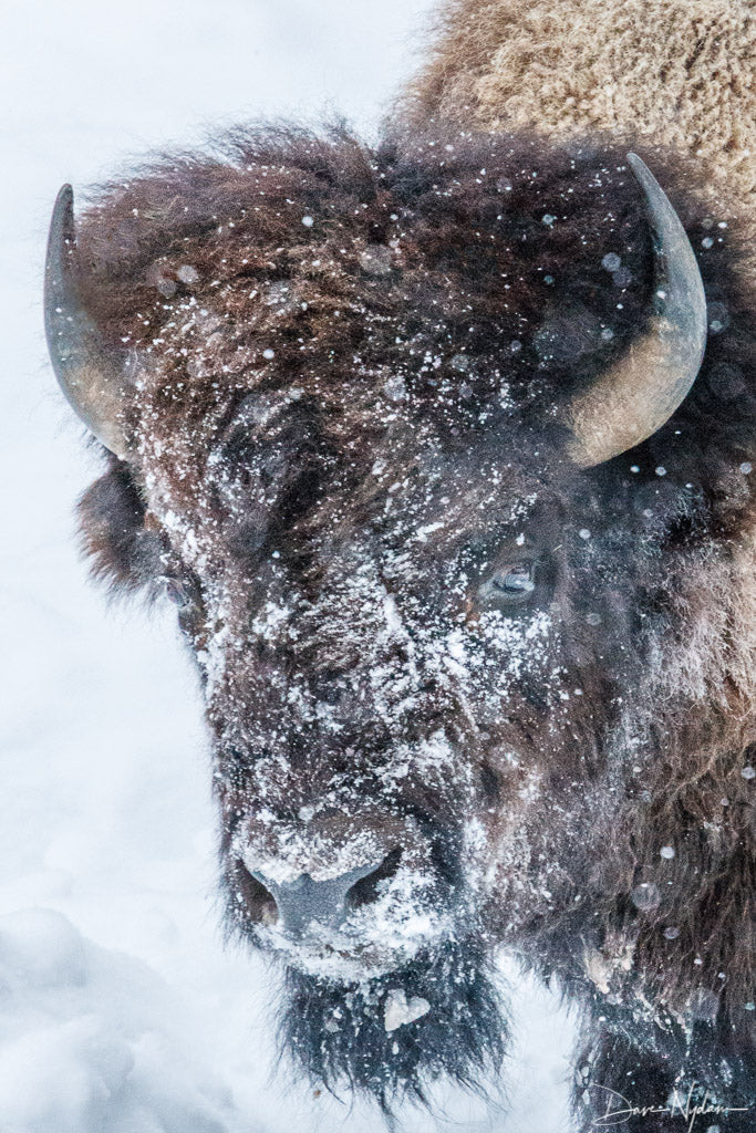 Snow Covered Bison, Buffalo Photography Print, Buffalo Art, Rob's