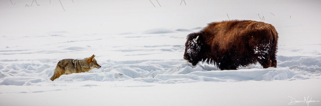 Coyote and Buffalo Facing Off in the Snow Photograph as Fine Art Print