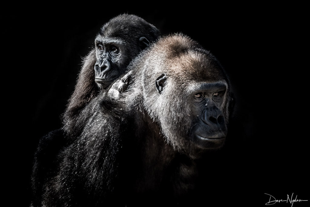 Mother Gorilla with her Baby on Her Back Limited Edition Photograph as Fine Art Print