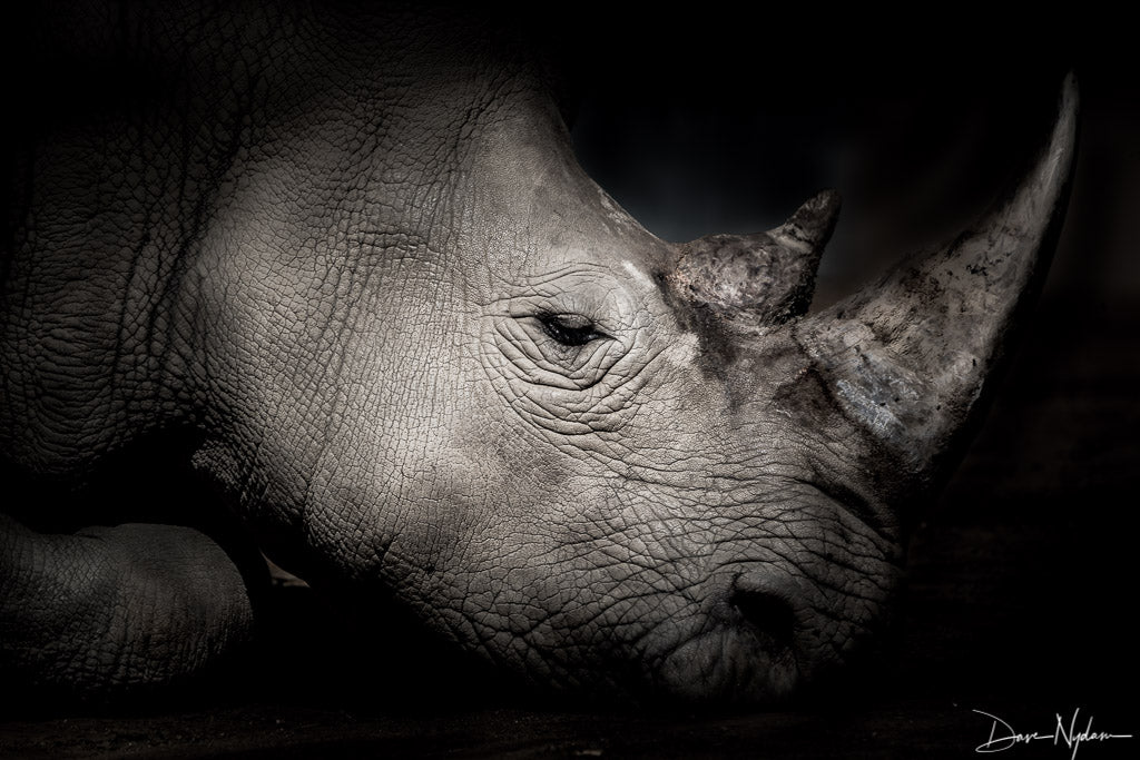 Portrait of a Rhinoceros Limited Edition Photograph as Fine Art Print