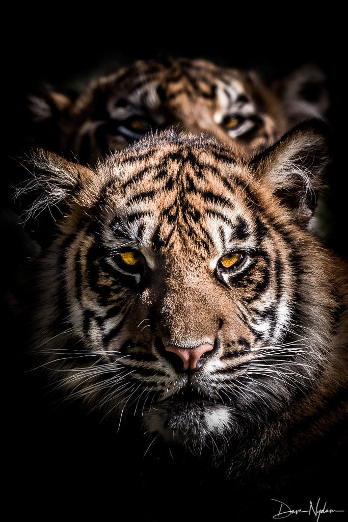 Portrait of Two Tiger Brother Cubs Limited Edition Photograph as Fine Art Print