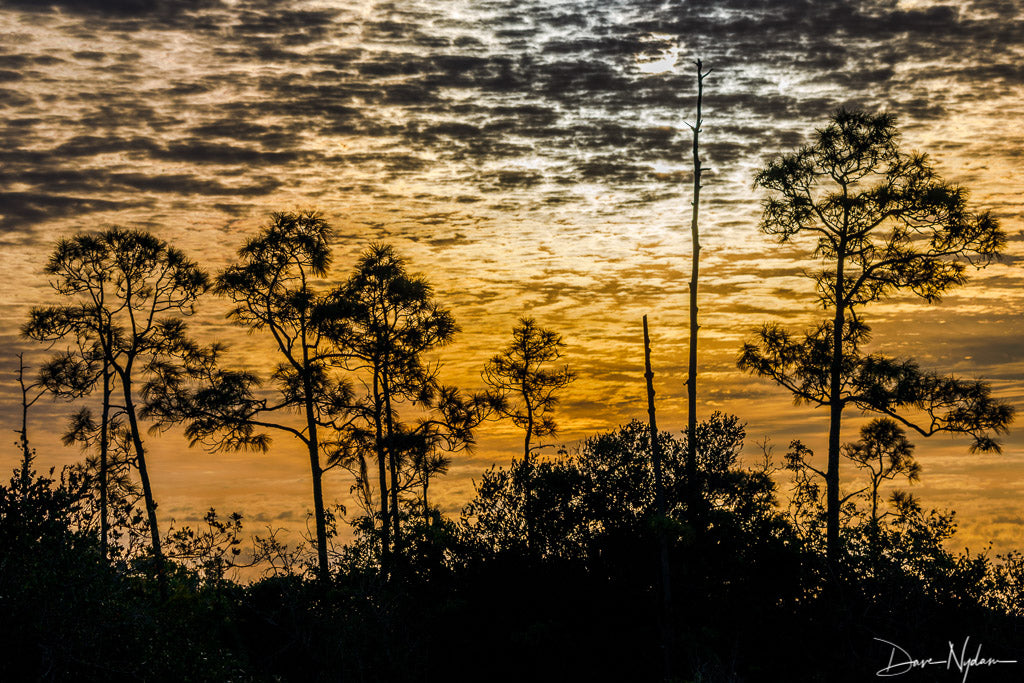 Everglades Cypress Tress Yellow Sky Photograph as Fine Art Print