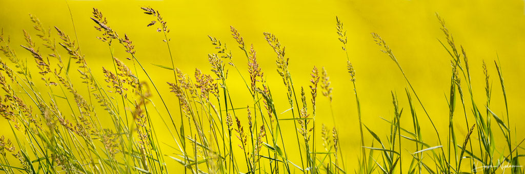 Golden Wheat Panoramic Photograph as Fine Art Print